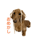 こふゆとちょこ（個別スタンプ：2）