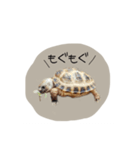 のこのこすたんぷ1（個別スタンプ：1）