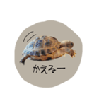 のこのこすたんぷ1（個別スタンプ：2）