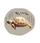 のこのこすたんぷ1（個別スタンプ：3）