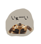 のこのこすたんぷ1（個別スタンプ：5）