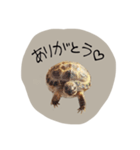 のこのこすたんぷ1（個別スタンプ：6）