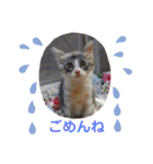 minmin＆gingin family♪（個別スタンプ：11）