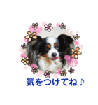 minmin＆gingin family♪（個別スタンプ：24）
