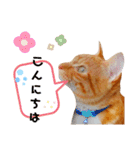 ☆ユメの弟分のテトでござる☆（個別スタンプ：4）