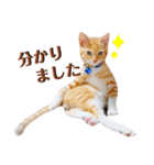 ☆ユメの弟分のテトでござる☆（個別スタンプ：12）