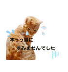 ☆ユメの弟分のテトでござる☆（個別スタンプ：17）