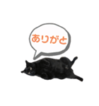 だらしない黒猫（個別スタンプ：1）