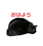 だらしない黒猫（個別スタンプ：3）