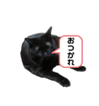 だらしない黒猫（個別スタンプ：23）