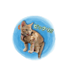 ロビンモーターzoo（個別スタンプ：18）