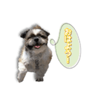 シーズーとバーニーズ（個別スタンプ：10）