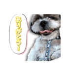 シーズーとバーニーズ（個別スタンプ：12）