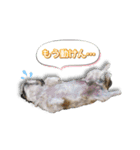 シーズーとバーニーズ（個別スタンプ：13）