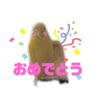 のんNo.1（個別スタンプ：6）