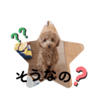 トイプードルのミロ3（個別スタンプ：8）