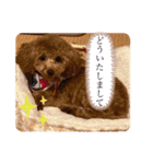 トイプードルのミロ3（個別スタンプ：10）