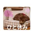 トイプードルのミロ3（個別スタンプ：11）