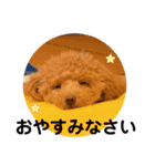トイプードルのミロ3（個別スタンプ：12）