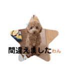 トイプードルのミロ3（個別スタンプ：13）