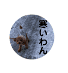 トイプードルのミロ3（個別スタンプ：21）