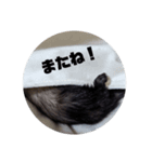 フェレットのアージュ(日常)（個別スタンプ：15）