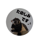 フェレットのアージュ(日常)（個別スタンプ：16）