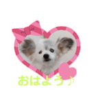パピヨンのかわいいちょこ＆ここあ♪（個別スタンプ：1）