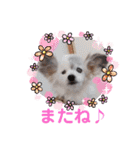 パピヨンのかわいいちょこ＆ここあ♪（個別スタンプ：6）