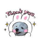 パピヨンのかわいいちょこ＆ここあ♪（個別スタンプ：8）