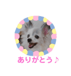 パピヨンのかわいいちょこ＆ここあ♪（個別スタンプ：9）