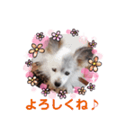 パピヨンのかわいいちょこ＆ここあ♪（個別スタンプ：11）