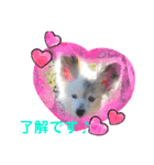パピヨンのかわいいちょこ＆ここあ♪（個別スタンプ：13）
