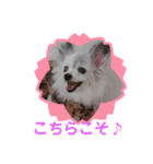 パピヨンのかわいいちょこ＆ここあ♪（個別スタンプ：14）
