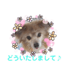 パピヨンのかわいいちょこ＆ここあ♪（個別スタンプ：15）