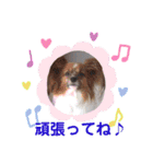 パピヨンのかわいいちょこ＆ここあ♪（個別スタンプ：18）