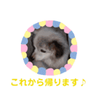 パピヨンのかわいいちょこ＆ここあ♪（個別スタンプ：24）