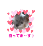 パピヨンのかわいいちょこ＆ここあ♪（個別スタンプ：25）