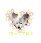 パピヨンのかわいいちょこ＆ここあ♪（個別スタンプ：26）