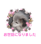 パピヨンのかわいいちょこ＆ここあ♪（個別スタンプ：28）