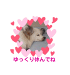 パピヨンのかわいいちょこ＆ここあ♪（個別スタンプ：29）