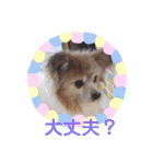 パピヨンのかわいいちょこ＆ここあ♪（個別スタンプ：30）