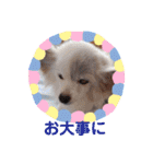 パピヨンのかわいいちょこ＆ここあ♪（個別スタンプ：32）