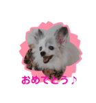 パピヨンのかわいいちょこ＆ここあ♪（個別スタンプ：33）