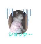 パピヨンのかわいいちょこ＆ここあ♪（個別スタンプ：34）