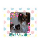 パピヨンのかわいいちょこ＆ここあ♪（個別スタンプ：35）