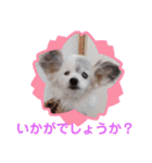 パピヨンのかわいいちょこ＆ここあ♪（個別スタンプ：37）