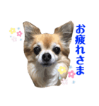 りくりくマン（個別スタンプ：15）