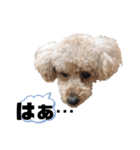 ころもの日常④（個別スタンプ：1）