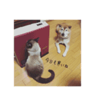 凛くんめめたん（個別スタンプ：9）